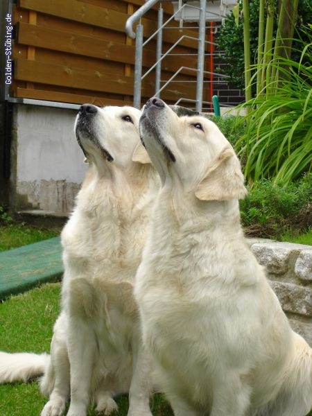 http://golden-stuebing.de/pixlie/cache/vs_Familie_golden13.jpg